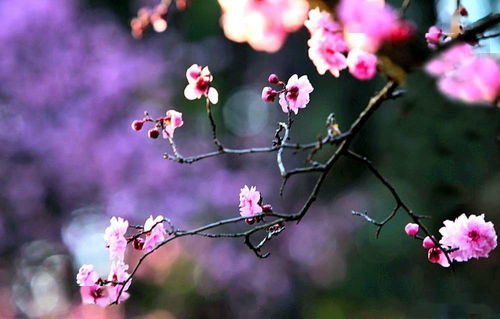 立春时节 美人梅 花绽放