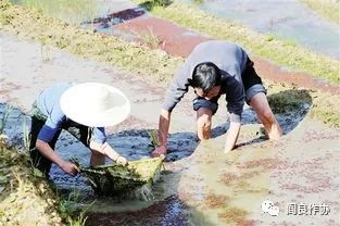 秦立才散文 针泥鳅