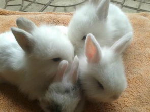 生肖兔 1999年出生的属兔人命运