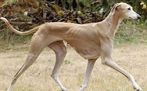 全球最贵的6种狗狗,堪称狗中高富帅 什么 藏獒才第三,第一没想到是它