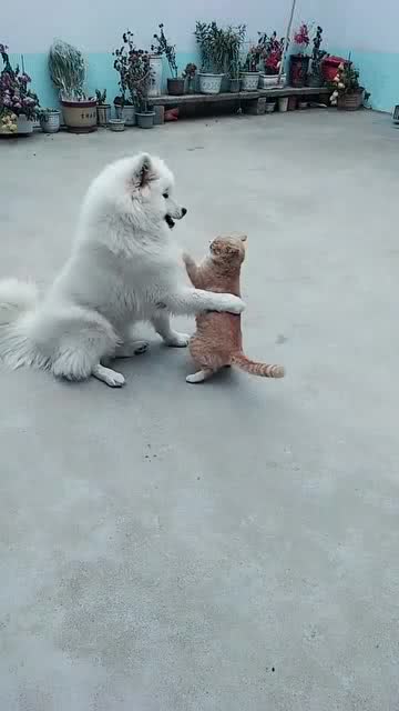 猫狗打架没见过这么温柔的,两个小可爱在一起很有意思啊 
