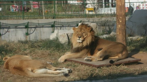 墨西哥毒枭的私人动物园,曝光后才知道,用活人喂养狮子和鳄鱼 