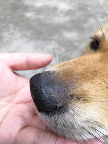 狗狗鼻子上有一些硬硬的脏东西,不好扣下来是什么 
