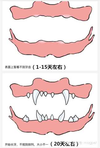 看狗狗牙齿判断年龄