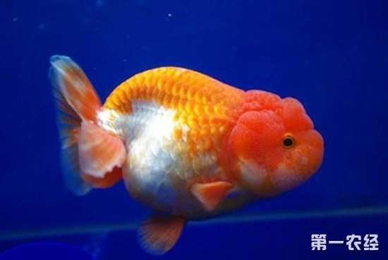 养了6年的兰寿金鱼越变越丑,能让它变回来吗
