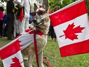 中国最严养犬规定出炉 要说严,还得看加拿大的养狗规定