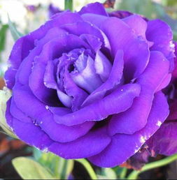 紫玫瑰有花语吗 是什麽 