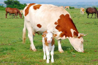 如何判断母牛是否成功受孕,母牛怀孕七个月了没下奶，是不是没有怀孕呢？如何判断呢