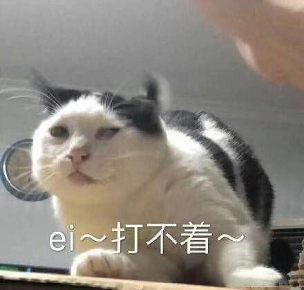 猫咪表情包合集 大人说话,小孩别插嘴