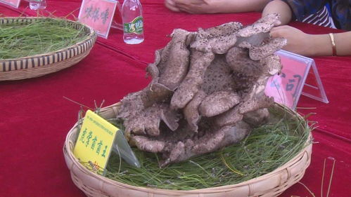 尝美食 看菌王 南华野生菌美食文化节让你大开眼界