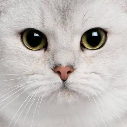 猫咪经常流泪是什么原因引起的 常见的猫咪眼部疾病有哪些