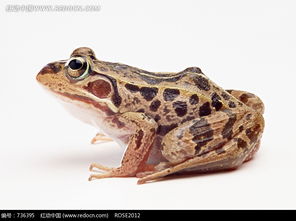 褐色带黑色斑点的青蛙侧面图片免费下载 编号736395 红动网 