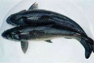 为什么不建议吃青鱼 青鱼为什么叫死人鱼