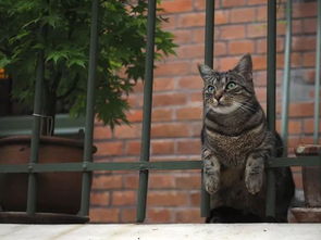 听说这个人是全日本最重度的猫奴症患者,猫癌晚期没救了