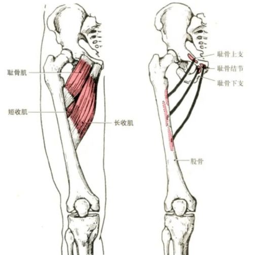 耻骨尾骨肌是哪个部位 表情大全