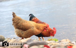 为什么越来越多的人都不去菜市场买鸡 鸭吃了 