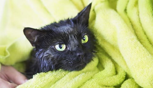 猫真的不用洗澡,因为每一次给猫洗澡,都会对猫造成伤害