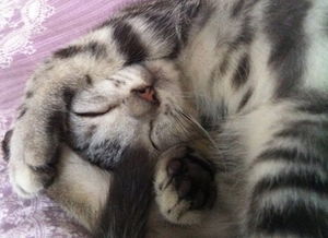 做梦梦见一只小猫是什么意思 周公解梦 