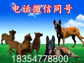 重庆一条一条四个月的纯种的马犬小狗养殖基地