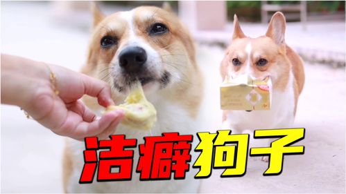狗狗成精了,吃完菠萝蜜后,狗子竟然还懂得去拿纸巾来擦嘴巴 