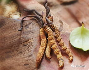 冬虫夏草吃法与数量都有什么要求 冬虫夏草每天吃多少才有效果 