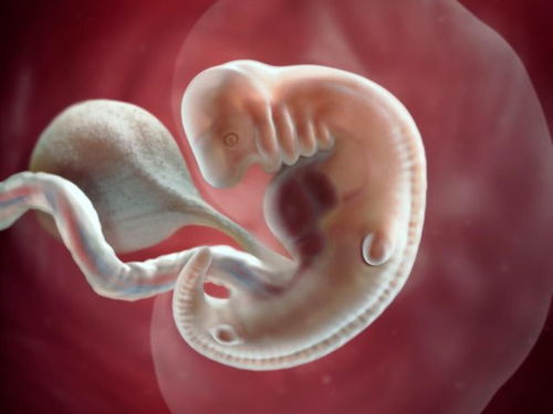 怀孕5 8周,从 小海马 到 胎儿 变化大,4点特别注意孕妈牢记