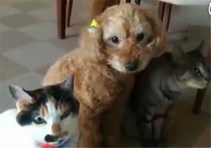 泰迪从小和两只猫咪一起养,半年后,狗脸都被丢尽了