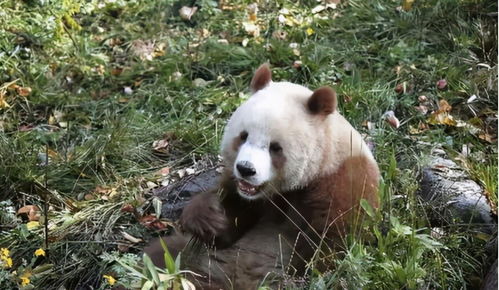 四川再次出现棕色大熊猫,皮毛已全部换色,为什么会这样 