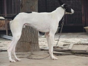 图 上海惠比特犬多少钱一条 上海宠物狗 