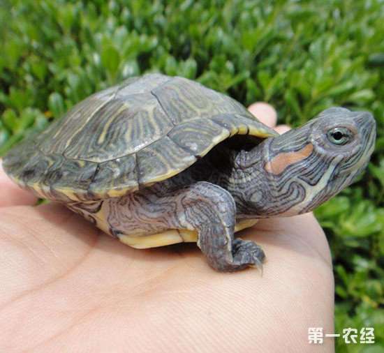 巴西龟吃什么长得快 巴西龟能长到多大