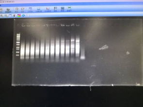 菌液pcr比目的条带略大是什么原因