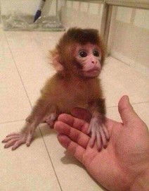 哪里可以买到小猴子的哪里有卖猴子的啊 