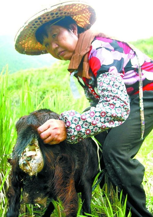 牛羊遭袭击 深山现虎豹