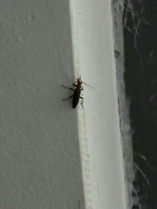 最近寝室里有好多这种虫子 不知道是什么,也不像蟑螂 怎么办 