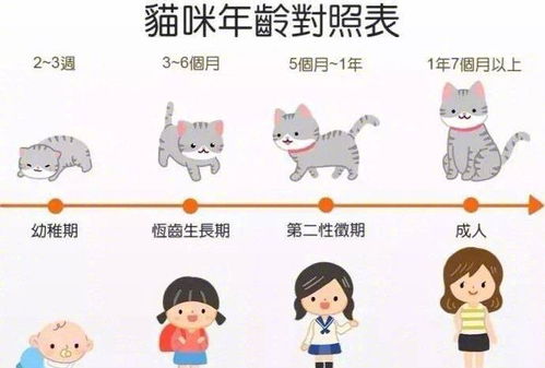 图解猫咪的日常小知识,新手铲屎官get