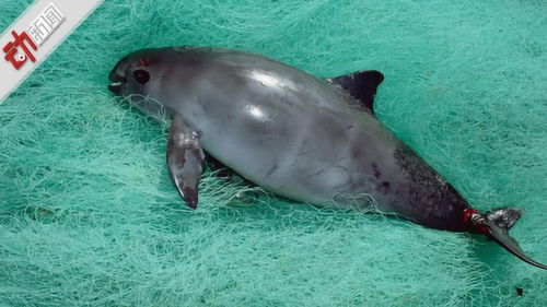 墨西哥发现疑似加州湾鼠海豚尸体 有 海中熊猫 之称 全球约有30只 