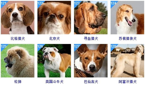 狗有哪些品种,狗有哪些品种名字和带图片