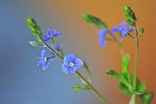 请问网友,这两种蓝色的花,名字叫什么