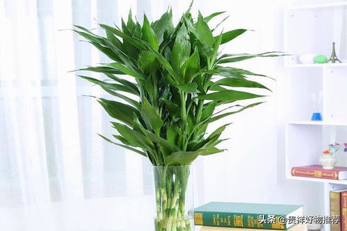 八种植物招财又旺宅万年青(财位上放万年青最招财)