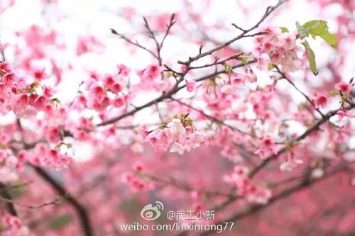 美哭啦 福州城里的梅花樱花油菜花全都开了,撩 花 地图出炉