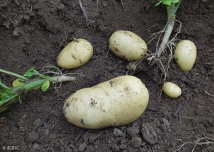 土豆是餐桌常见蔬菜,但您听说过生吃的土豆品种吗 