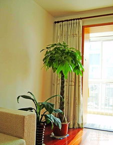 客厅摆什么花好风水,大厅摆什么植物比较好？