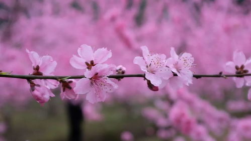 桃花盛开,感受春天的脚步