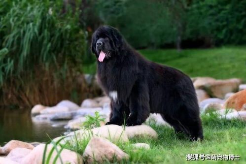 世界上最大的9种狗 没有藏獒的一份子