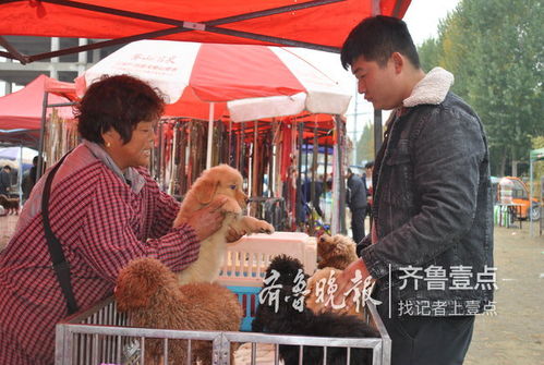 菏泽市区青年北路宠物狗市场取缔,迁到花卉大市场