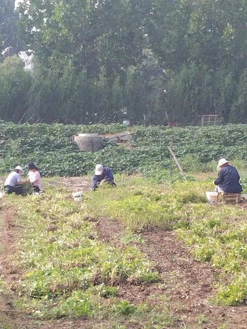 偃师地名故事 张园的来历