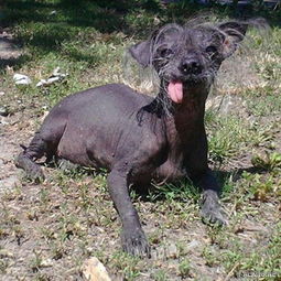 世界最丑的狗,世界最丑的狗图片