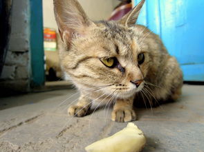奇闻 爱吃生土豆的猫咪