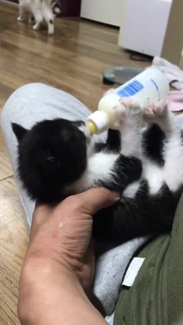 给小猫咪喂奶,一天最少三瓶,快要养不起了 