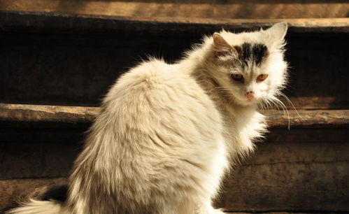 想要猫咪活得好,猫粮选择很重要,这三种猫粮你就不要再买了